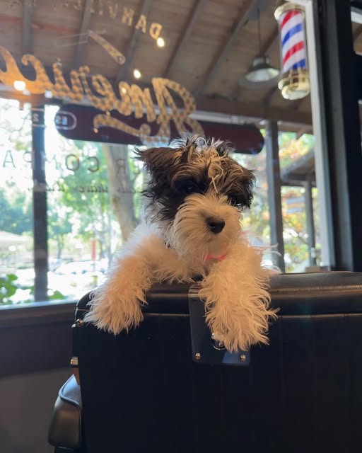 A small dog sitting in the barber chair by the shop window and barber pole